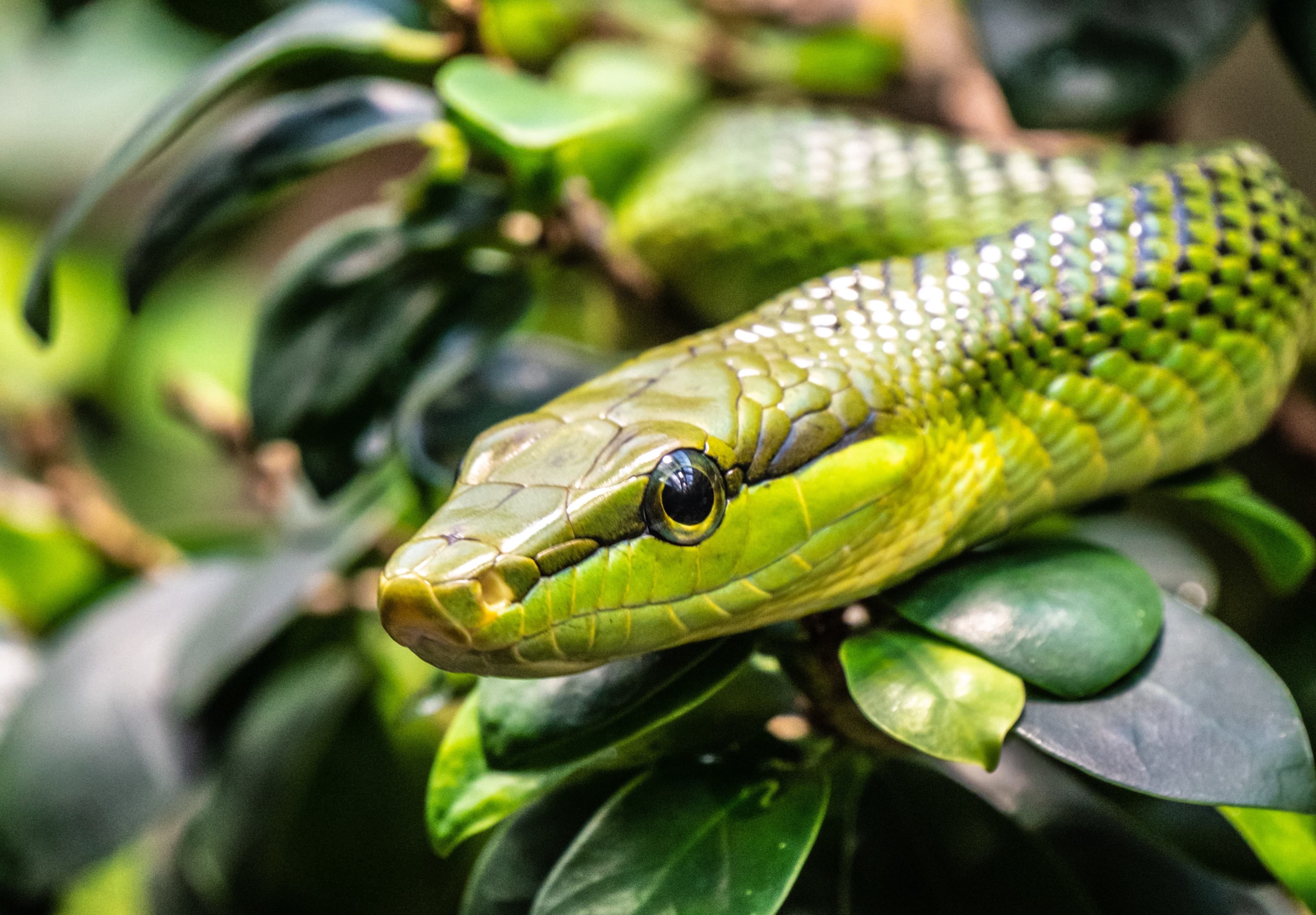 Universal Basic Income Is Just a Camouflage.